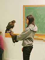Broad-winged hawk with intern